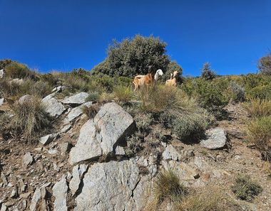 Foto 1 de Terreno en Alpujarra de la Sierra