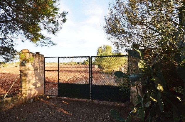 Foto 2 de Venta de terreno en Algaida de 14004 m²
