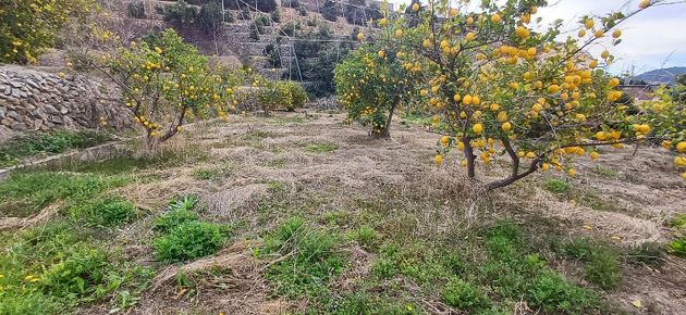 Foto 2 de Venta de terreno en Callosa d´En Sarrià de 1387 m²