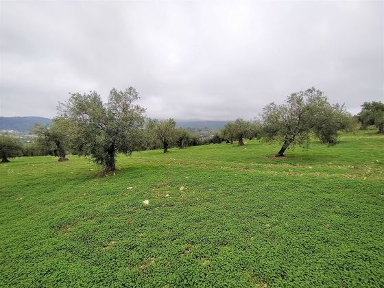 Foto 2 de Venta de terreno en Alozaina de 120000 m²