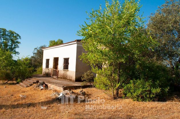 Foto 2 de Venta de terreno en Castilblanco de los Arroyos de 2000 m²