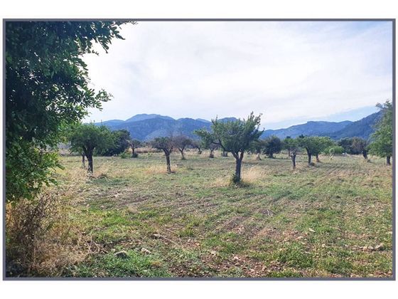 Foto 1 de Venta de terreno en Selva de 17500 m²