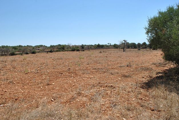 Foto 2 de Venta de terreno en Algaida de 14004 m²