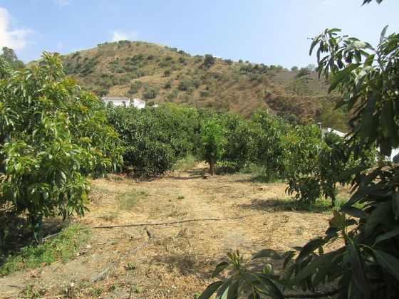 Foto 2 de Casa rural en venda a Canillas de Aceituno de 3 habitacions amb terrassa i jardí