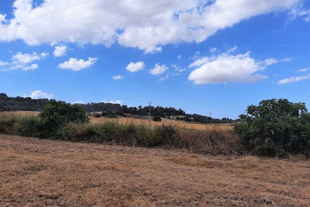 Foto 2 de Venta de terreno en Lloret de Vistalegre de 15300 m²