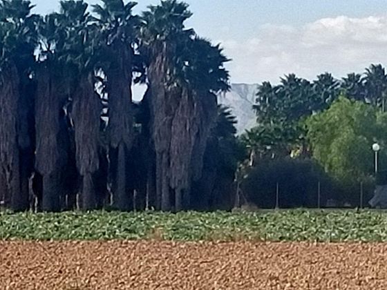 Foto 1 de Venta de terreno en La Algoda - Matola - El Pla de 12000 m²