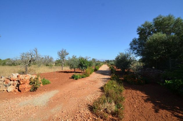 Foto 2 de Venta de terreno en Algaida de 7000 m²