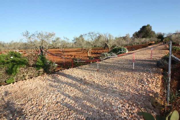 Foto 1 de Venta de terreno en Algaida de 6815 m²