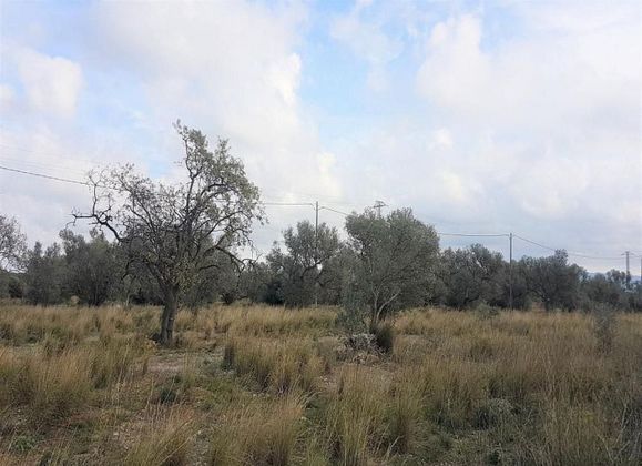 Foto 2 de Venta de terreno en Sénia, la de 44632 m²
