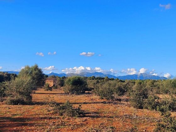 Foto 2 de Venta de terreno en Algaida de 14000 m²