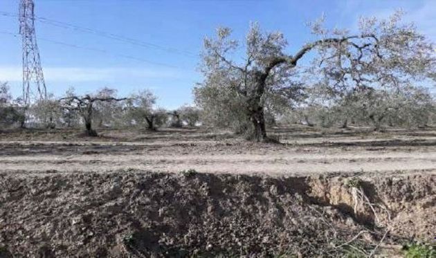 Foto 2 de Venta de terreno en Albaida del Aljarafe de 10698 m²