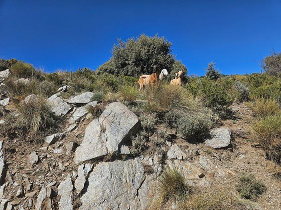 Foto 1 de Terreno en venta en Alpujarra de la Sierra de 32928 m²
