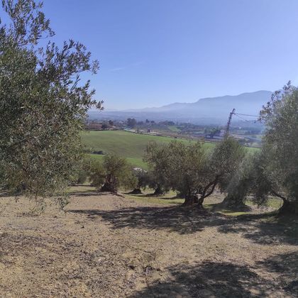 Foto 2 de Venta de terreno en Alozaina de 6100 m²